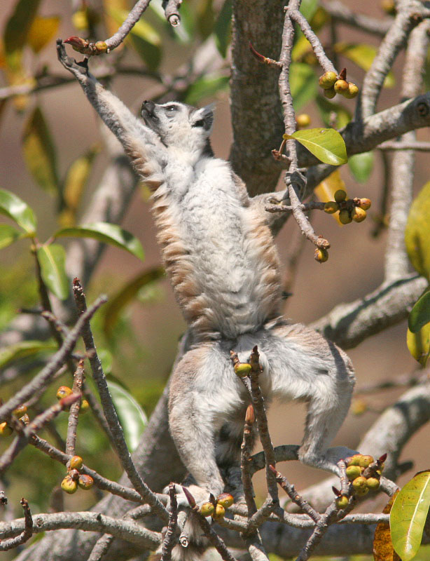 Ring-tailed Lemur