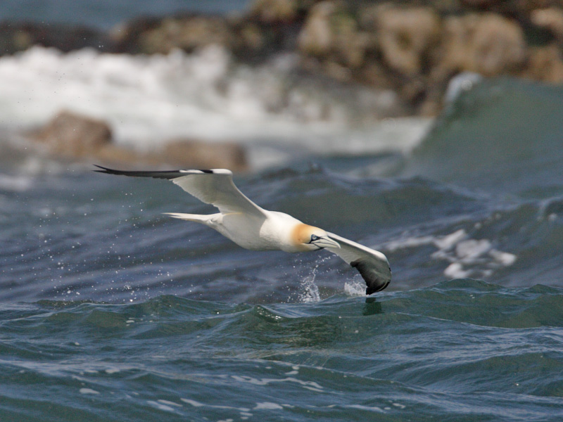 Gannet