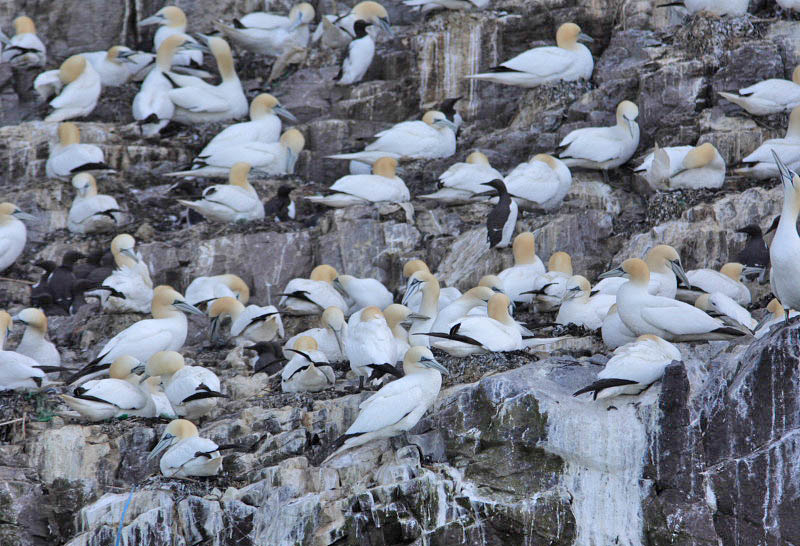 Gannets Bass Rock