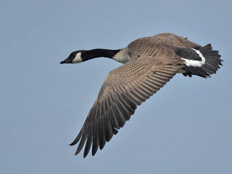 Canada Goose, Cape May Point State Park