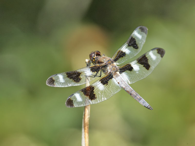Twelve-spotted Skimmer (Libellula pulchella)
