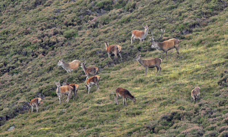 Red Deer