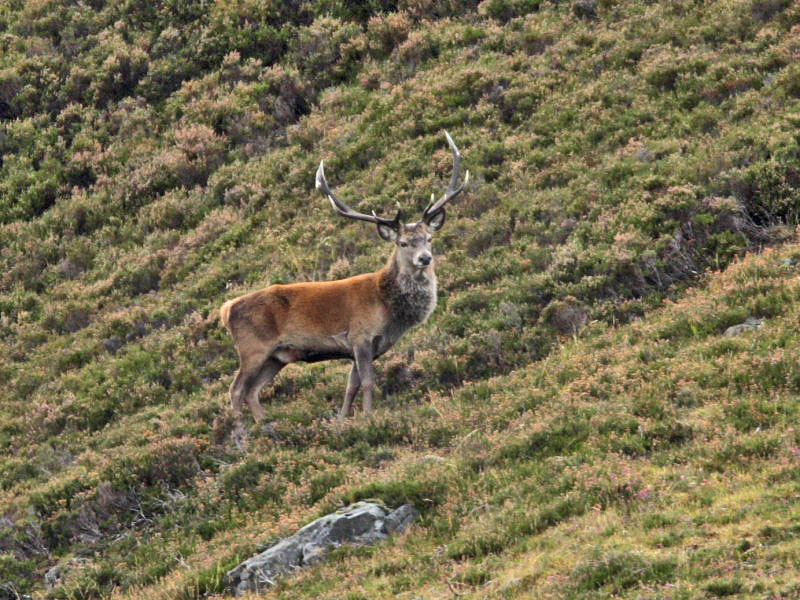 Red Deer stag