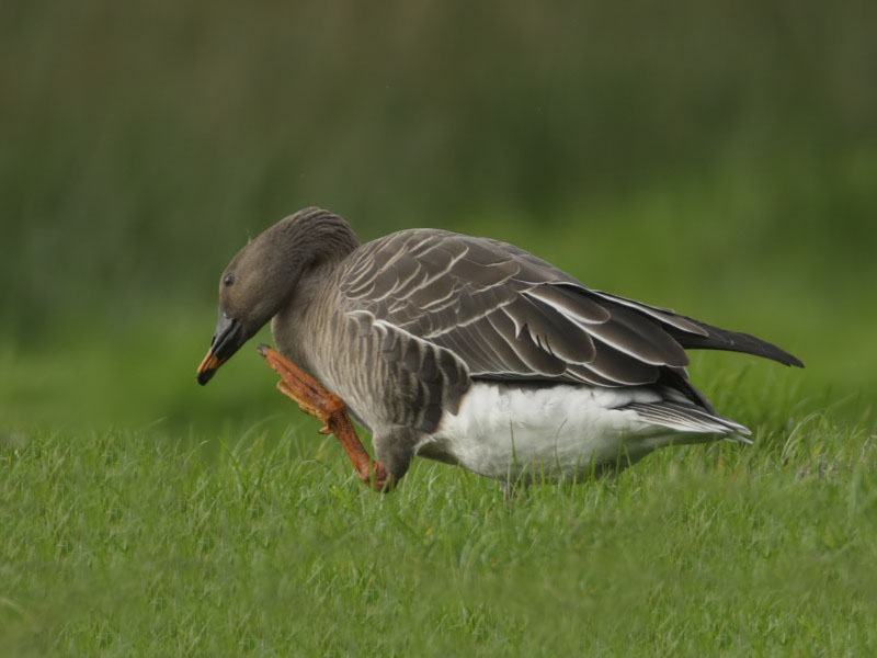 Taiga Bean Goose