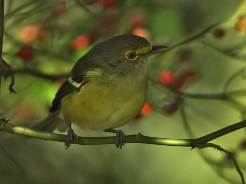 White-eyed Vireo, Cape May Point State Park