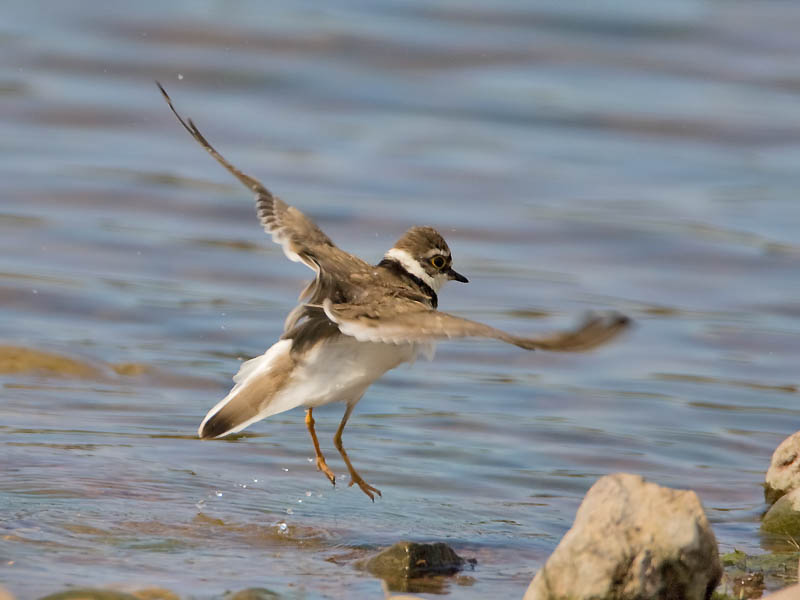 Little Ringed Plover