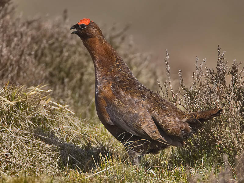 Red Grouse (male)