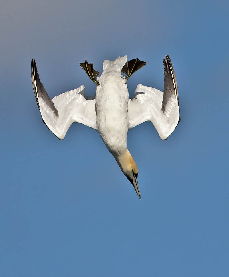 Gannet