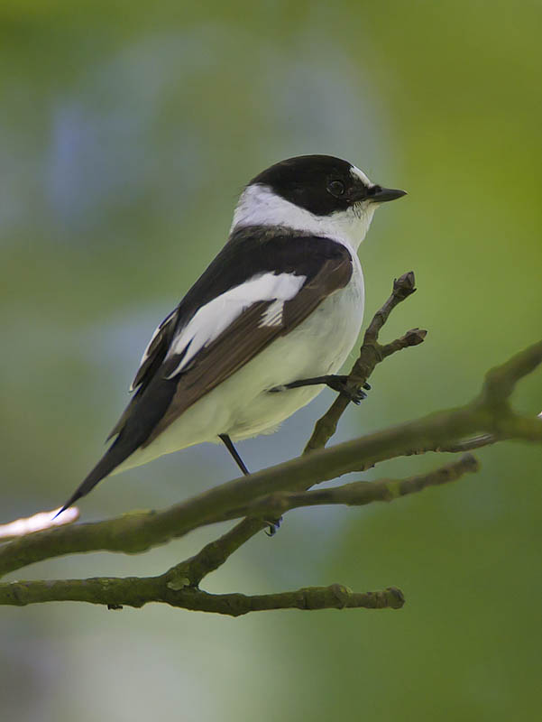 Collared Flycatcher (1st s male)
