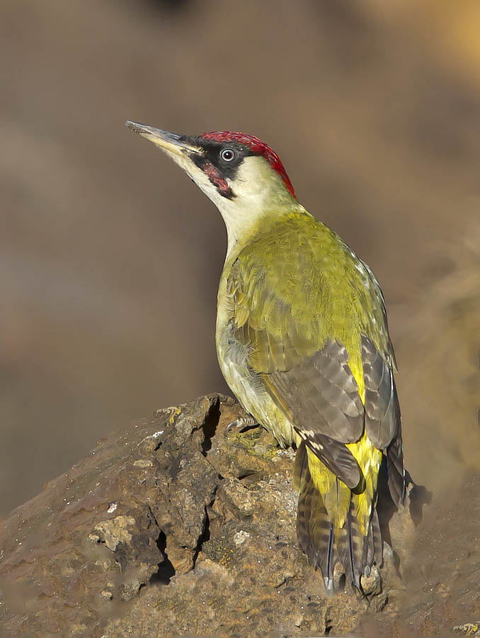 Green Woodpecker