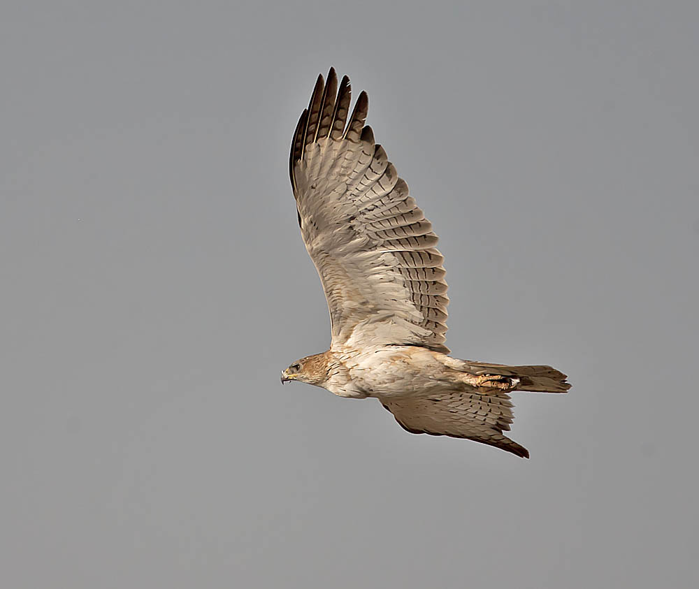 Bonellis Eagle