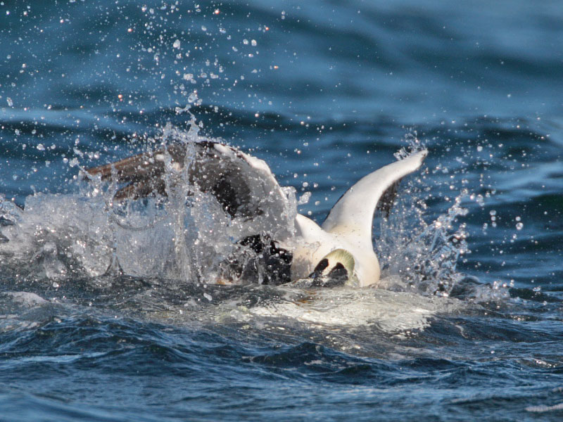 Eider drakes fighting