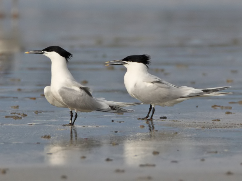 Sandwich Terns