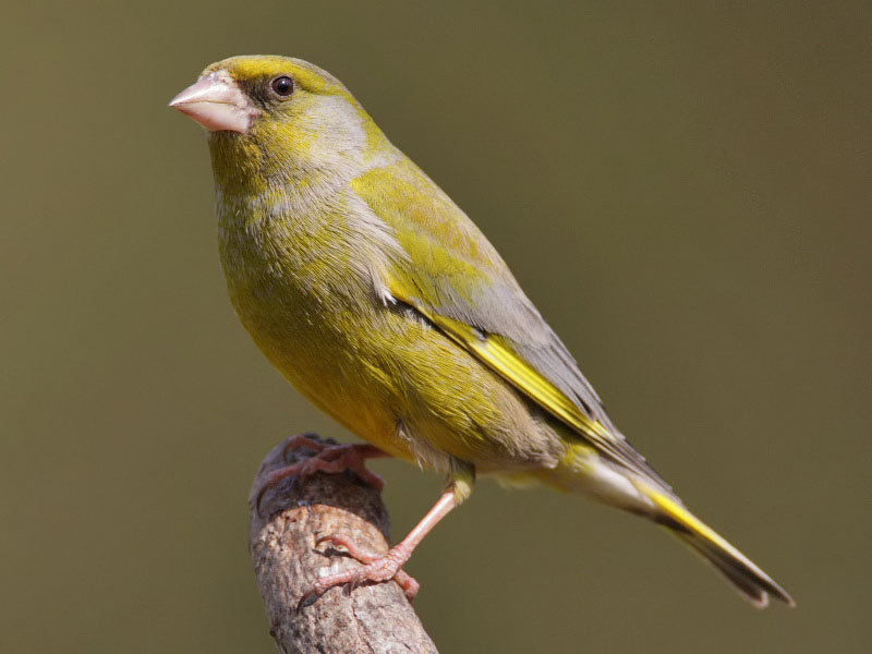 Greenfinch