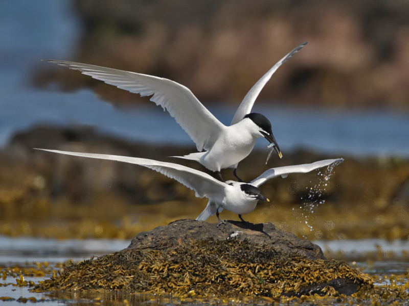 Sandwich Terns