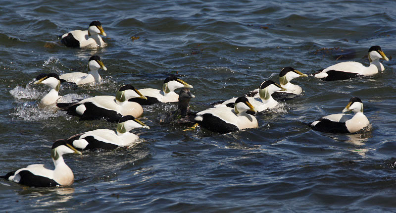 Eiders