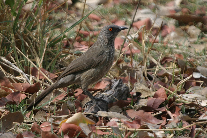 Arrow-marked Babbler