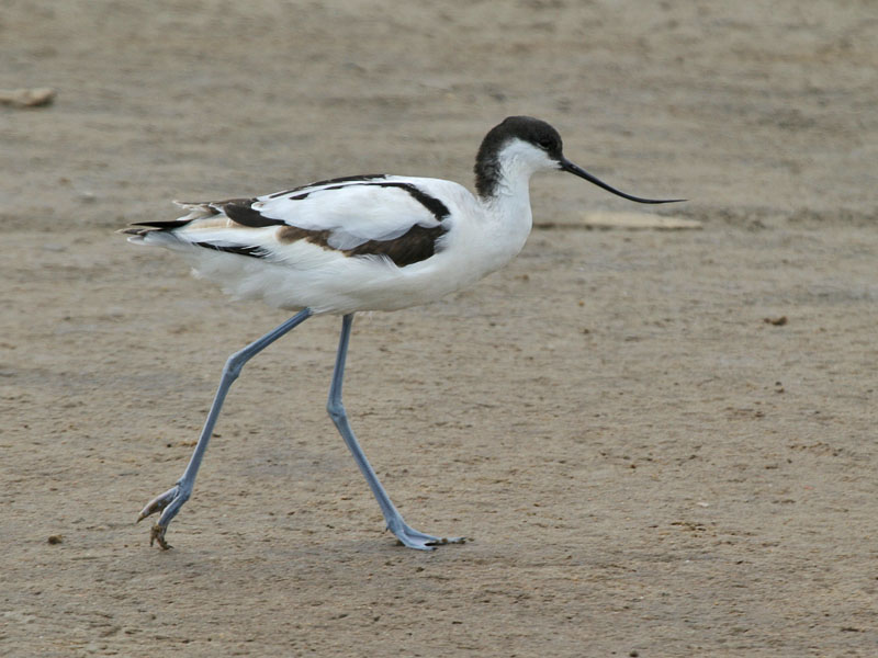 Avocet  Walvis Bay Namibia