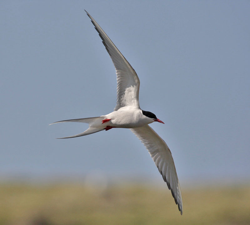 Arctic Tern