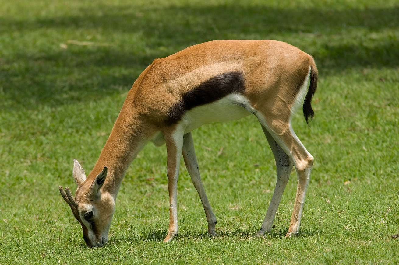 Thompsons Gazelle