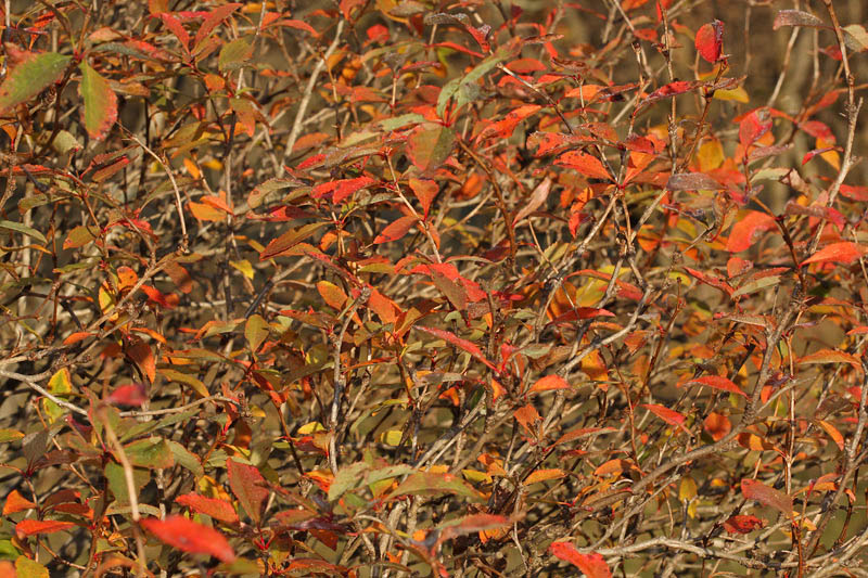 Autumn leafs jesensko listje_MG_2188-11.jpg