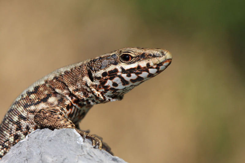 Common wall lizard Podarcis muralis pozidna kuarica_MG_1121-11.jpg