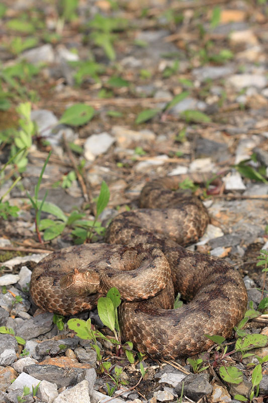 Nose-horned viper Vipera ammodytes modras_MG_2771-11.jpg