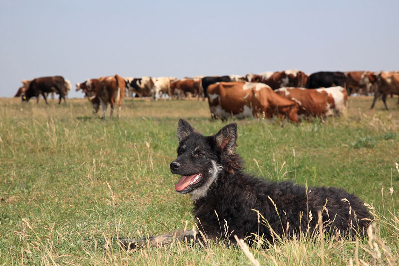 Shepherd  dog Pulin pastirski pes_MG_99831-111.jpg