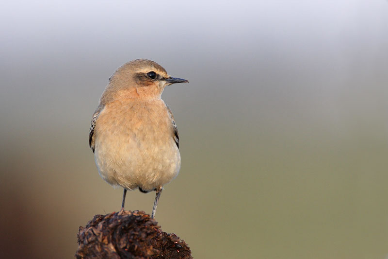 Northern wheatear Oenanthe oenanthe navadni kupčar_MG_8709-11.jpg