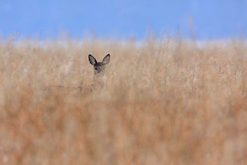 Roedeer Capreolus capreolus srna_MG_9564-11.jpg