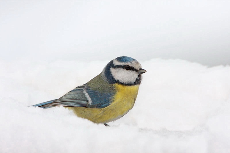 Blue tit Cyanistes caeruleus plavek_MG_9234-11.jpg