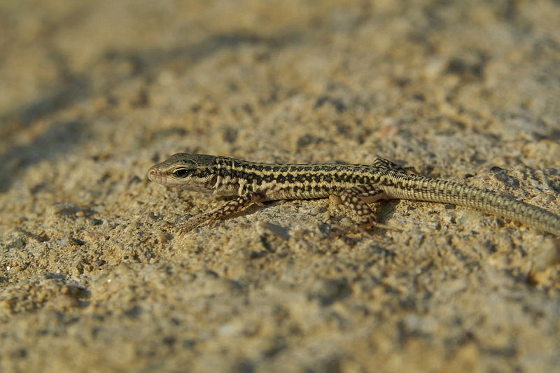 Erhards wall lizard Podarcis erhardii egejska pozidna ku�čarica_0056-11.jpg