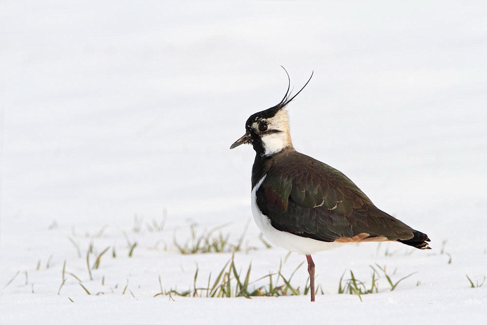 Lapwing Vanellus vanellus priba_MG_1273-111.jpg