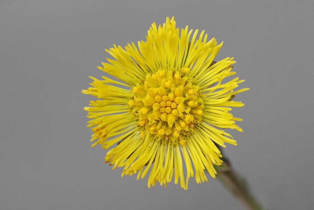 Coltsfoot Tussilago farfara lapuh_MG_2239-111.jpg