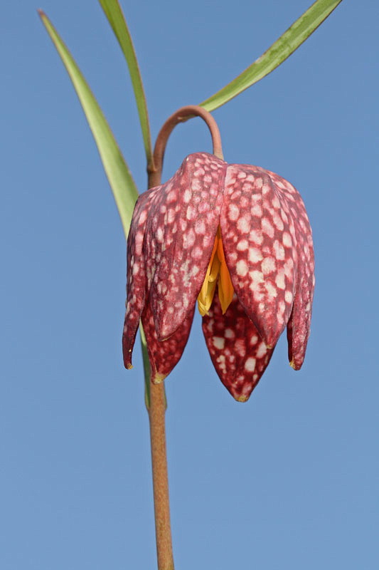 Checkered lily Fritilaria meleagris močvirski tulipan_MG_2464-11.jpg