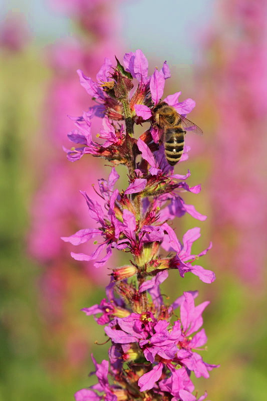 Purple loosestrife Lythrum salicaria navadna krvenka_MG_4132-11.jpg