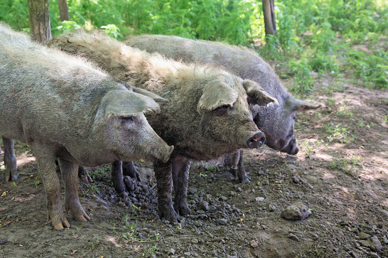 Pigs sort of mangulitsa praiči mangulica_MG_0849-11.jpg