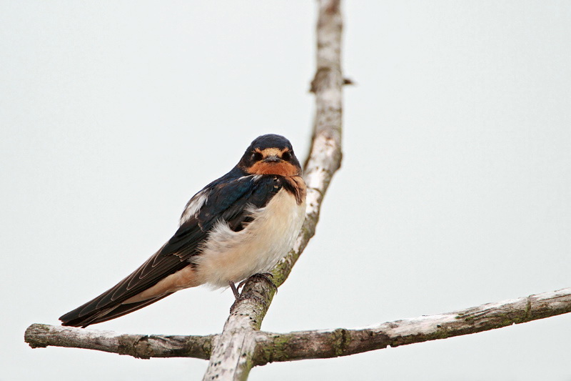 Young swallow mlada lastovka_MG_4272-11.jpg