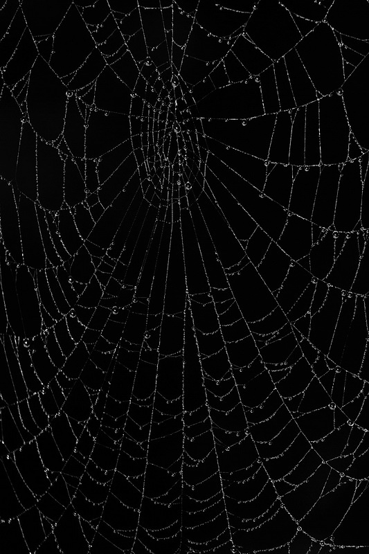 Spider web pajkova mrea_MG_5616-11.jpg