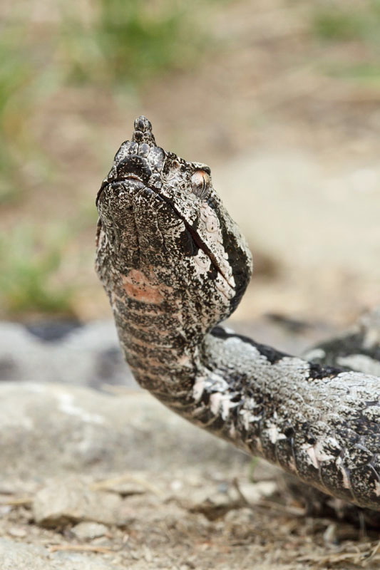 Nose-horned viper Vipera ammodytes modras_MG_2896-11.jpg