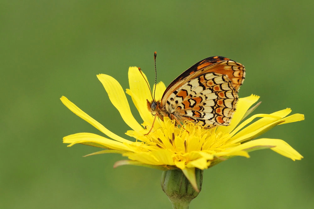 Knapweed fritillary Melitaea phoebe veliki pisanek_MG_4223-111.jpg