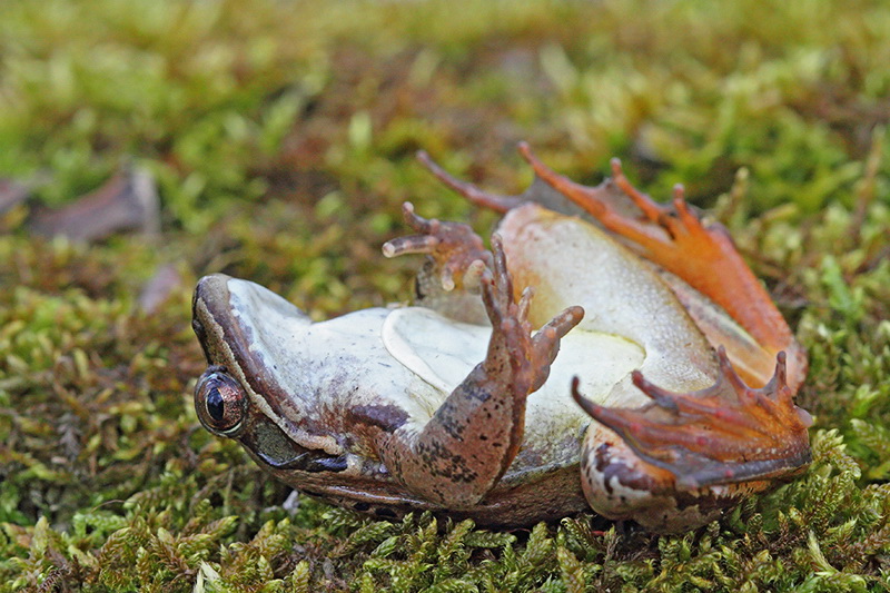 Agile frog Rana dalmatina rosnica_MG_1214-11.jpg