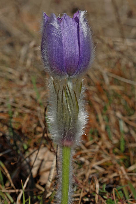 Pasque flower Pulsatilla grandis velikononica_MG_9106-1.jpg