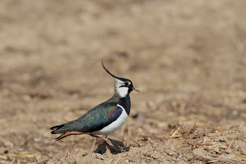 Lapwing Vanellus vanellus priba_MG_1419-1.jpg