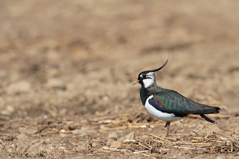 Lapwing Vanellus vanellus priba_MG_0966-1.jpg