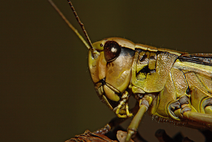 Large marsh grasshopper Stethophyma grossum_MG_1013-1.jpg