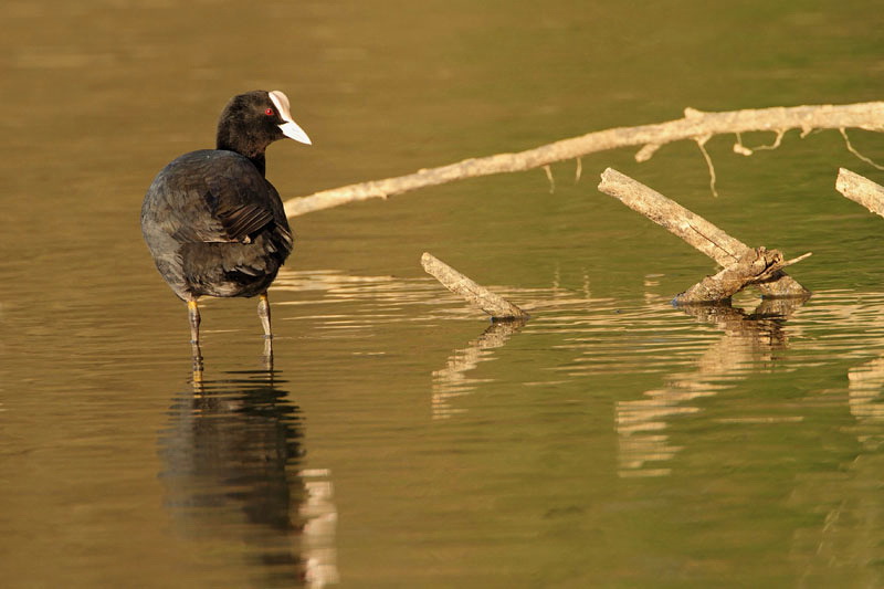 Coot Fulica atra rna liska_MG_2411-11.jpg