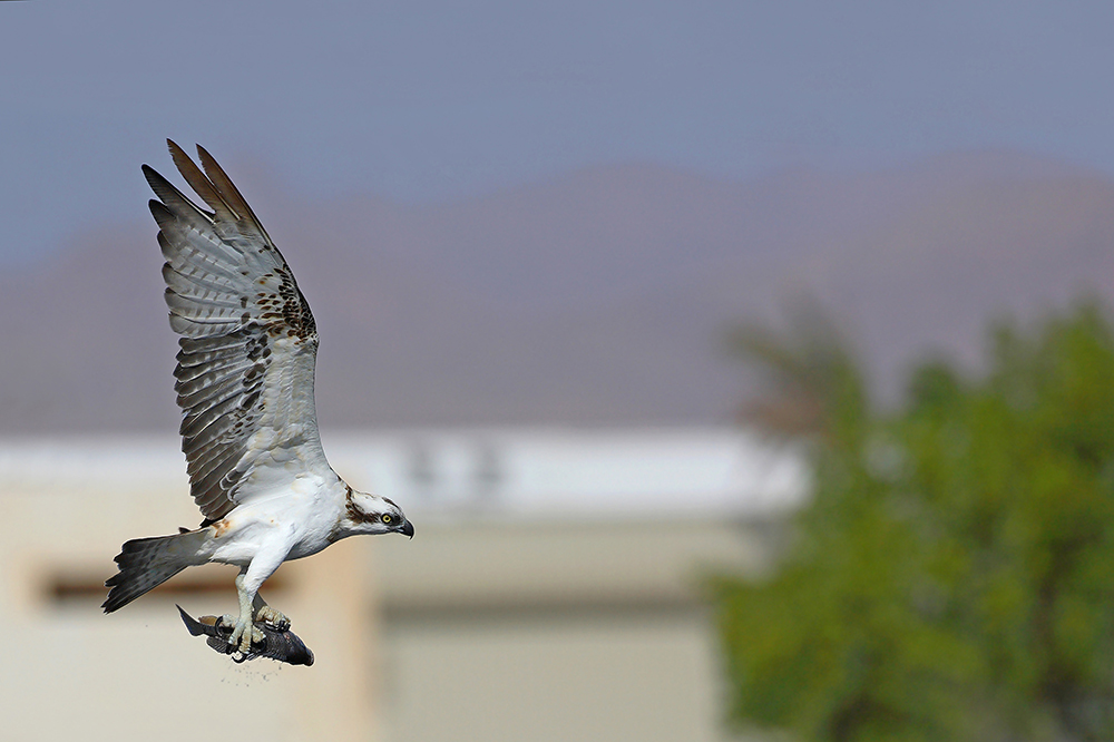 Osprey Pandion haliaetus ribji orel_MG_5833-111.jpg