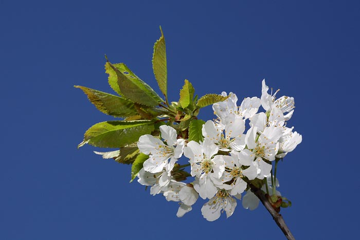 Cherry Prunus avium enja_MG_9571-1.jpg