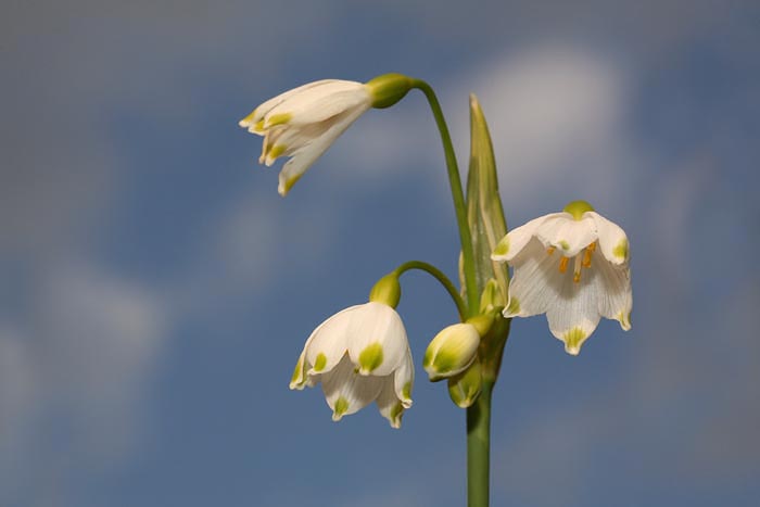 Summer snowflake Leucojum aestivum poletni veliki zvonek_MG_8757-1.jpg